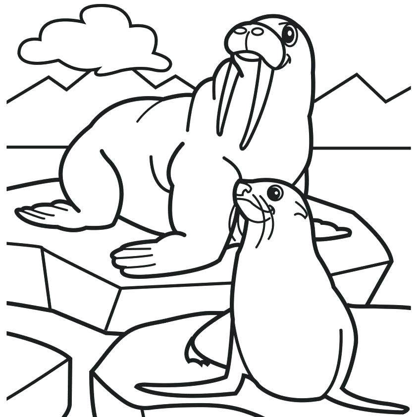 842x842 Cuttlefish Animal Coloring Pages Transasia