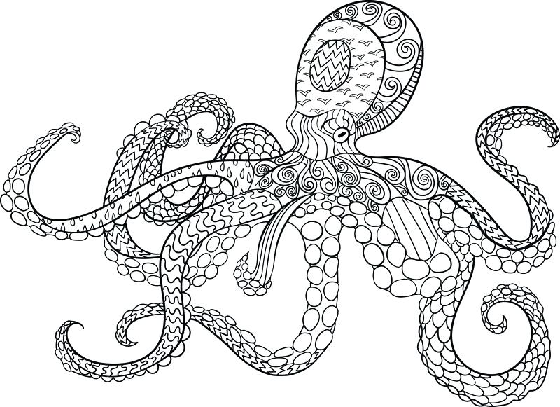 800x581 Cuttlefish Animal Coloring Pages Cuttlefish Cute 7 Color Ideas