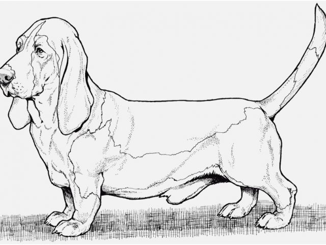 640x480 Dachshund Coloring Pages Image Coloring Pages Weenie Dog Copy