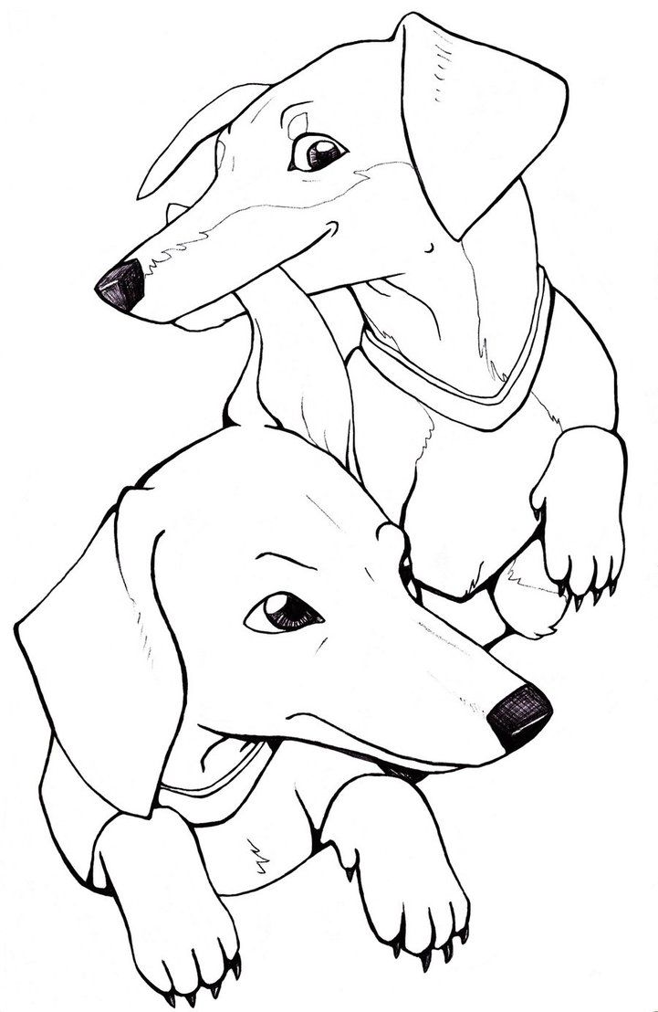 721x1108 Dachshund Clube 1 Dachshunds, Dog