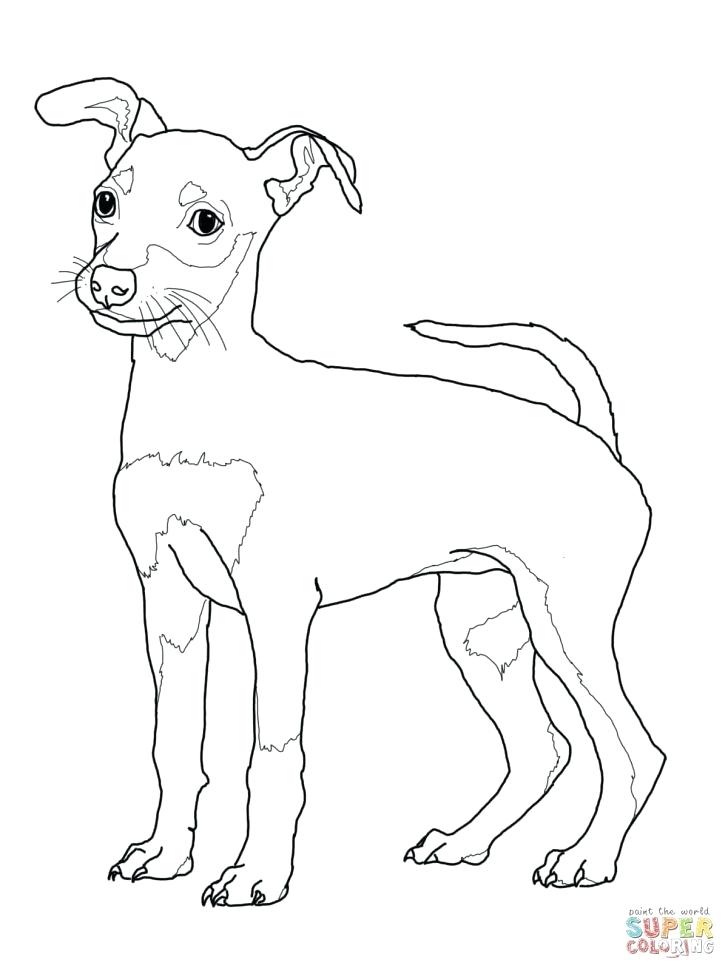 728x971 Dachshund Coloring Pages Dachshund Coloring Pages Here Are