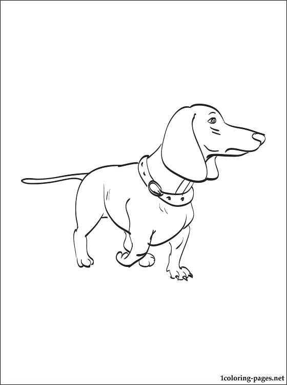 560x750 Dachshund Coloring Page Dachshund Coloring Page Dachshund Puppy