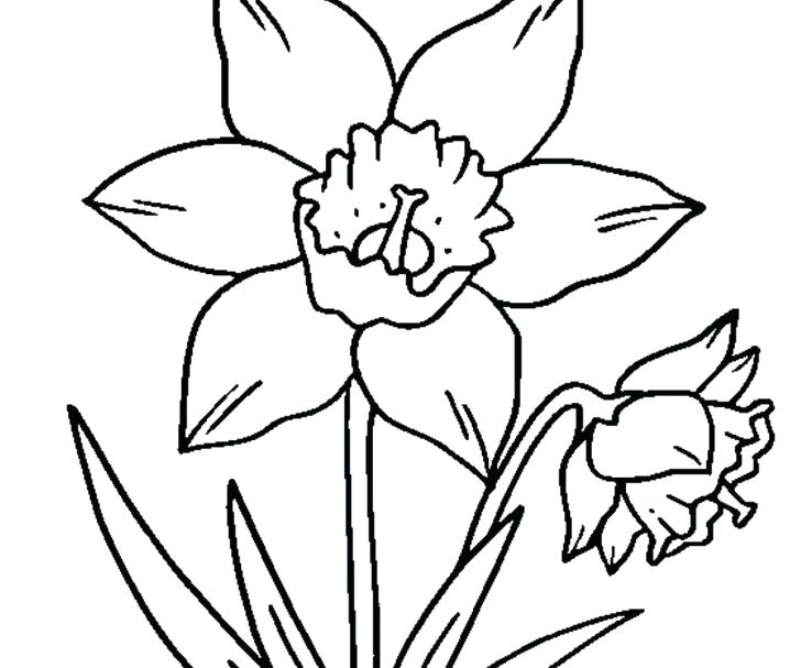 728x607 Daffodil Coloring Page Medium Size Of Coloring Lovely Little Pony