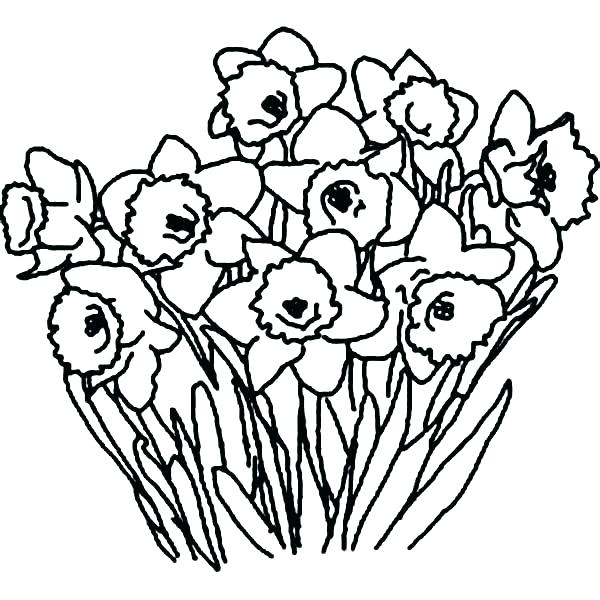 600x600 Flower Coloring Pages For Kids Daffodil Coloring Page Daffodil