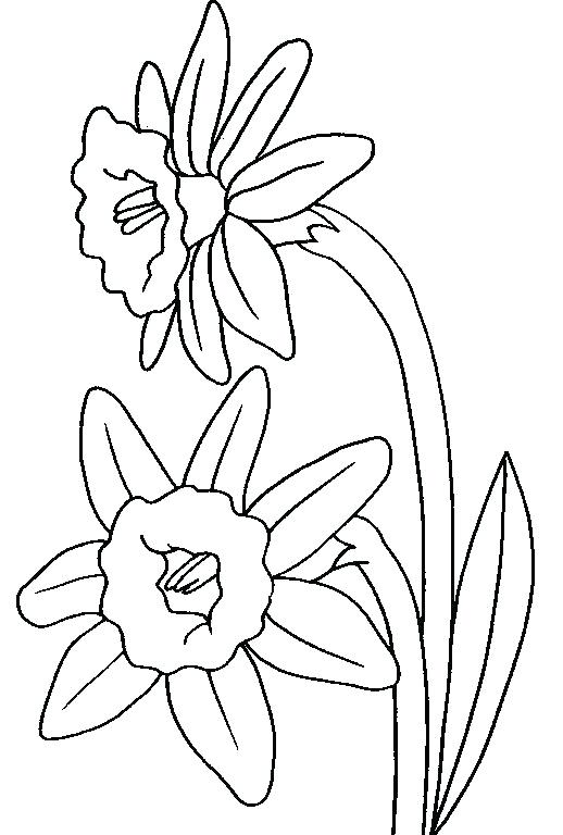 518x768 Free Printable Daffodil Coloring Pages Download Daffodils Page 5 2
