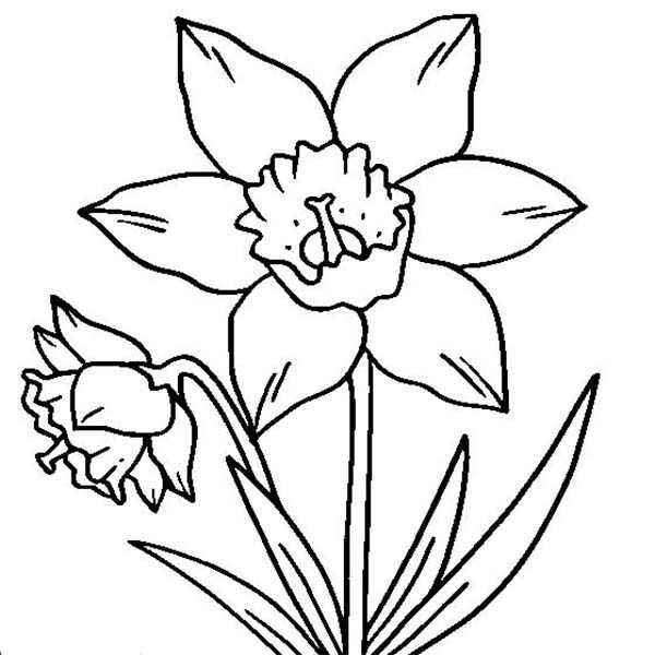 600x600 D Is For Daffodil Coloring Page
