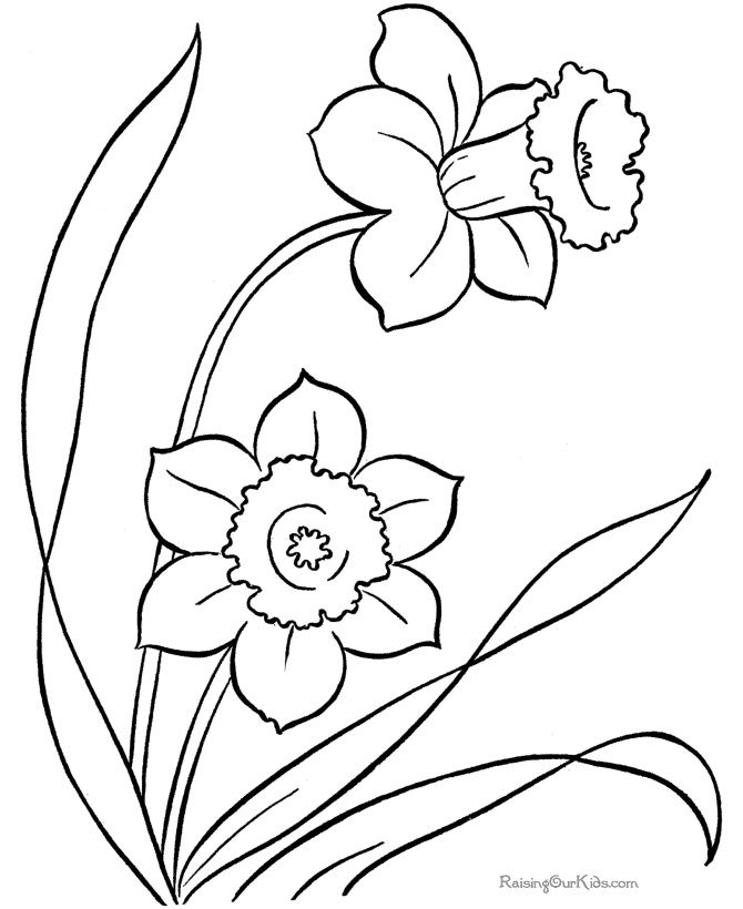 670x820 Spring Daffodils Color Pages Daffodils, Spring