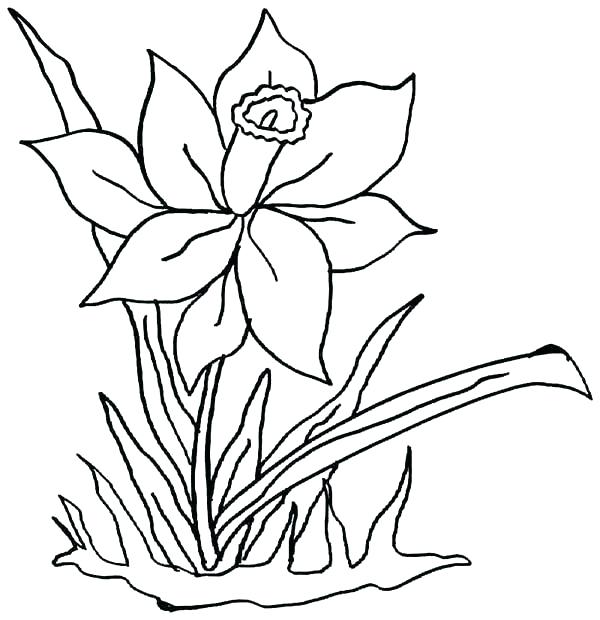 600x620 Daffodil Coloring Page Daffodil Coloring Page Daffodil Colouring