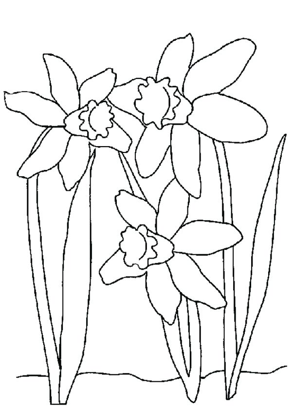 600x842 Daffodil Coloring Page Ideas Daffodil Coloring Page On Com Free