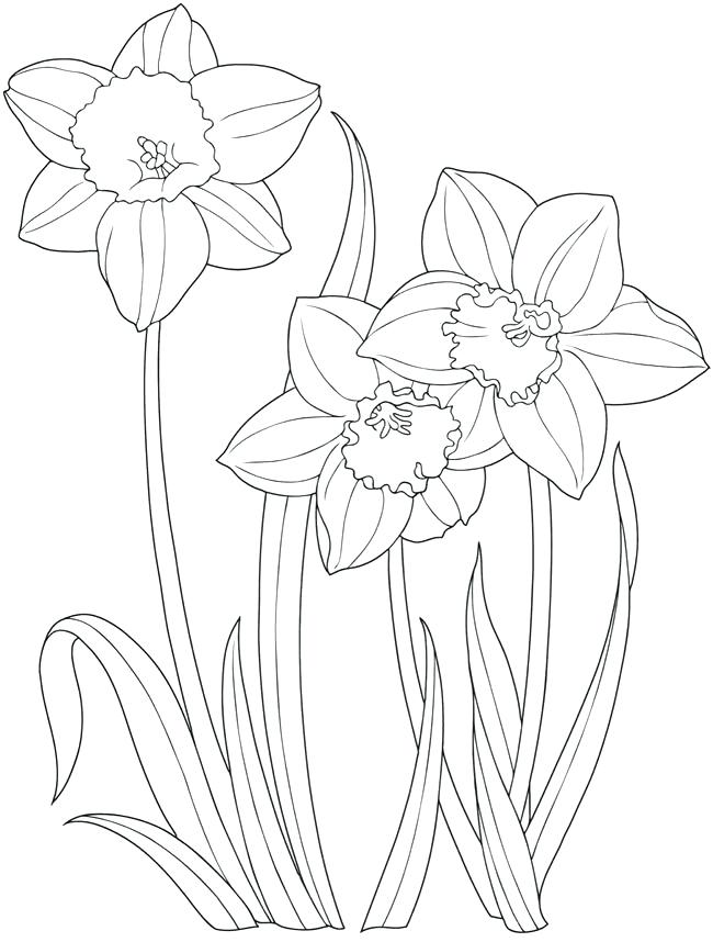 650x858 Daffodil Coloring Page Simple Flower Coloring Pages Daffodil