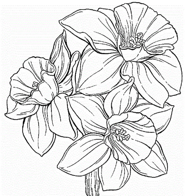 600x634 Daffodil Flower Coloring Page Color Luna