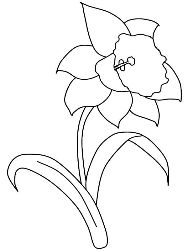 600x800 Daffodil Flower In The Garden Coloring Page Color Luna