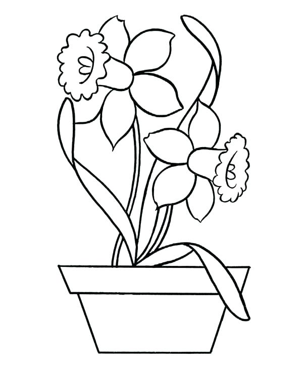600x734 Pottery Coloring Pages Daffodil Coloring Page Daffodil In Pottery