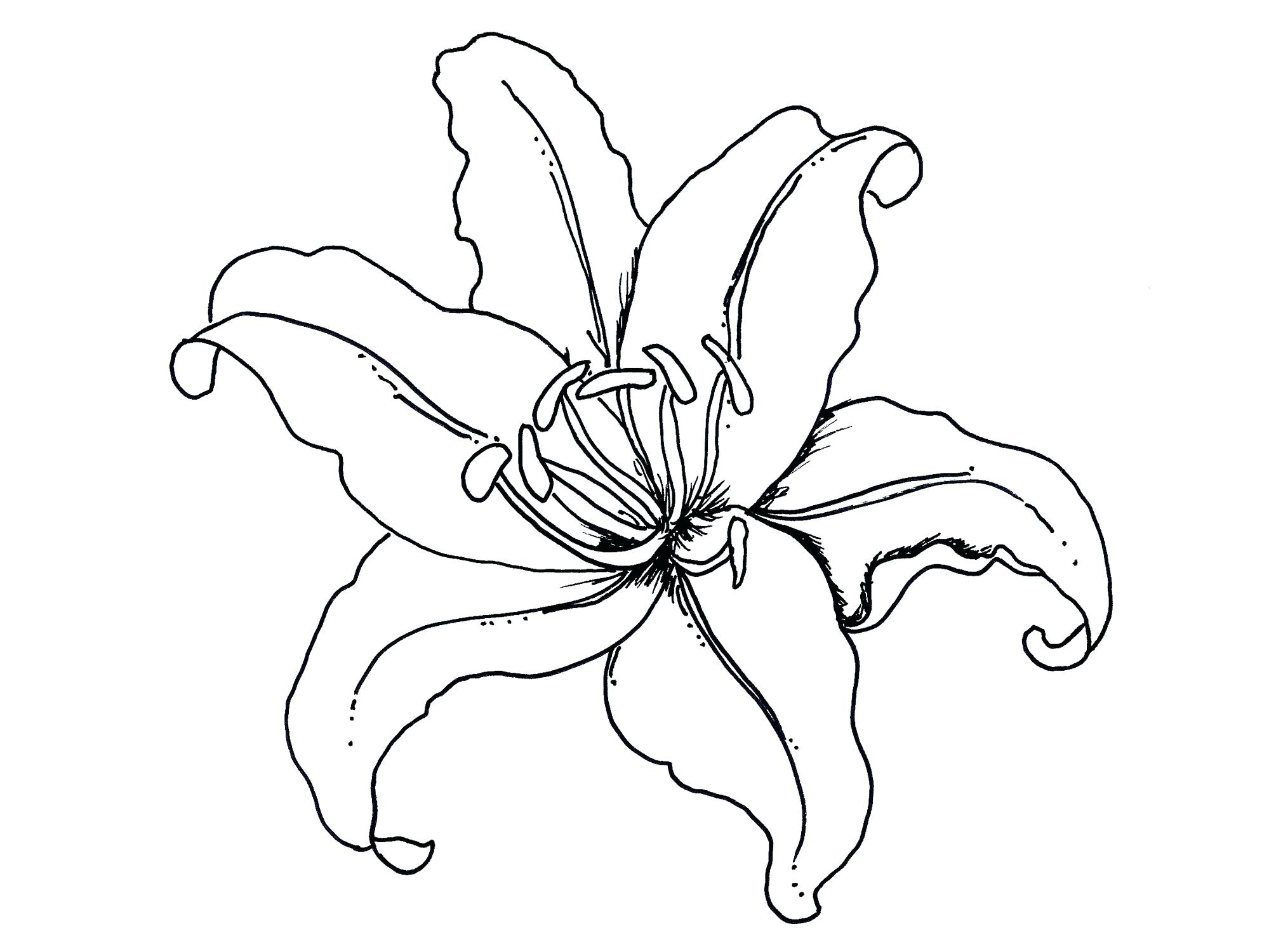 1999x1500 Coloring Pages Thanksgiving Food Lily Pad Flower Cartoon Daffodil