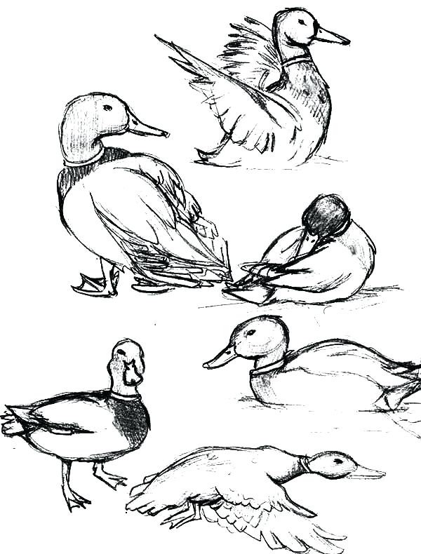600x790 Duck Coloring Pages Duck Color Page Baby Duck Coloring Pages Duck