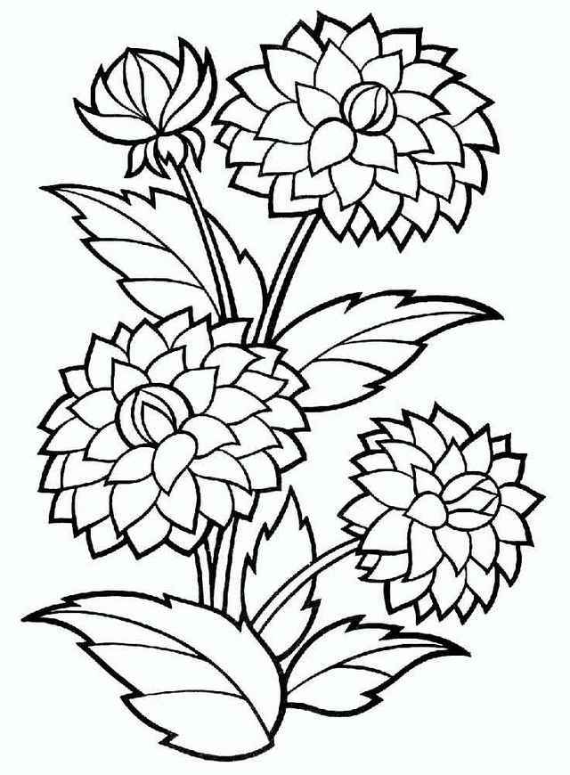 640x870 Dahlia Flower Coloring Pages 2 Forever Coloring