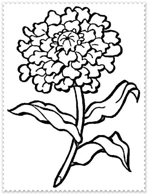 522x682 Pin By Tatiana Corciovei On Chrysanthenumcrizantema