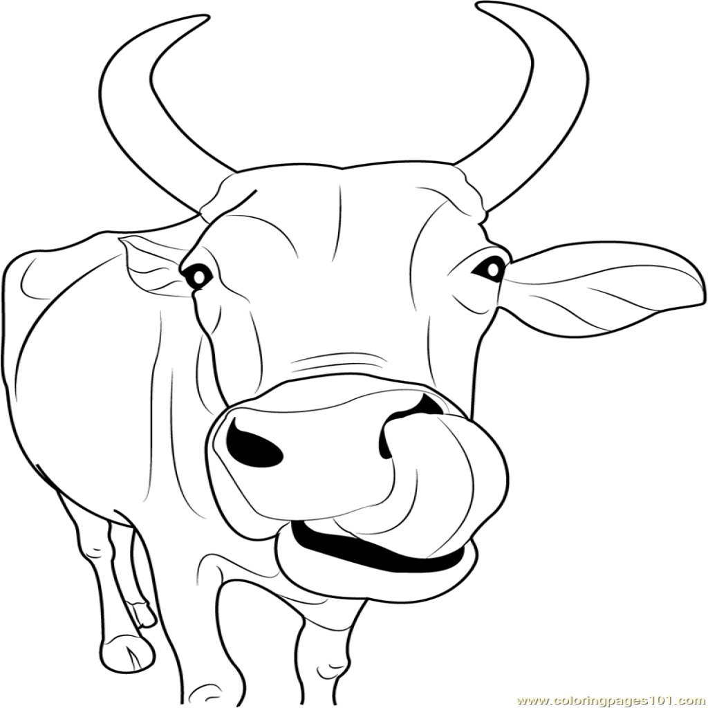 1024x1024 Exciting Dairy Cow Coloring Pages Printable Of Cows 10518