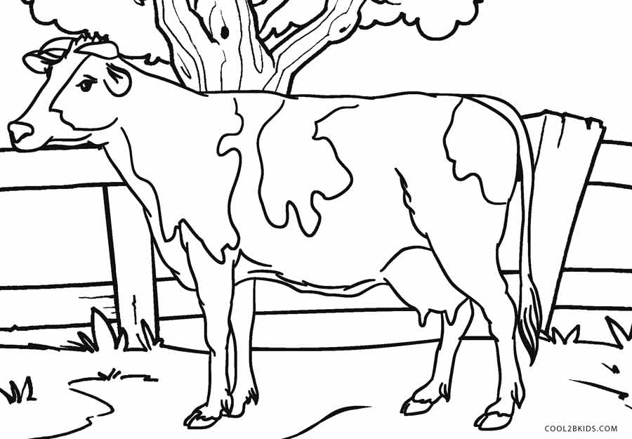 900x625 Free Printable Cow Coloring Pages For Kids Cool2bkids