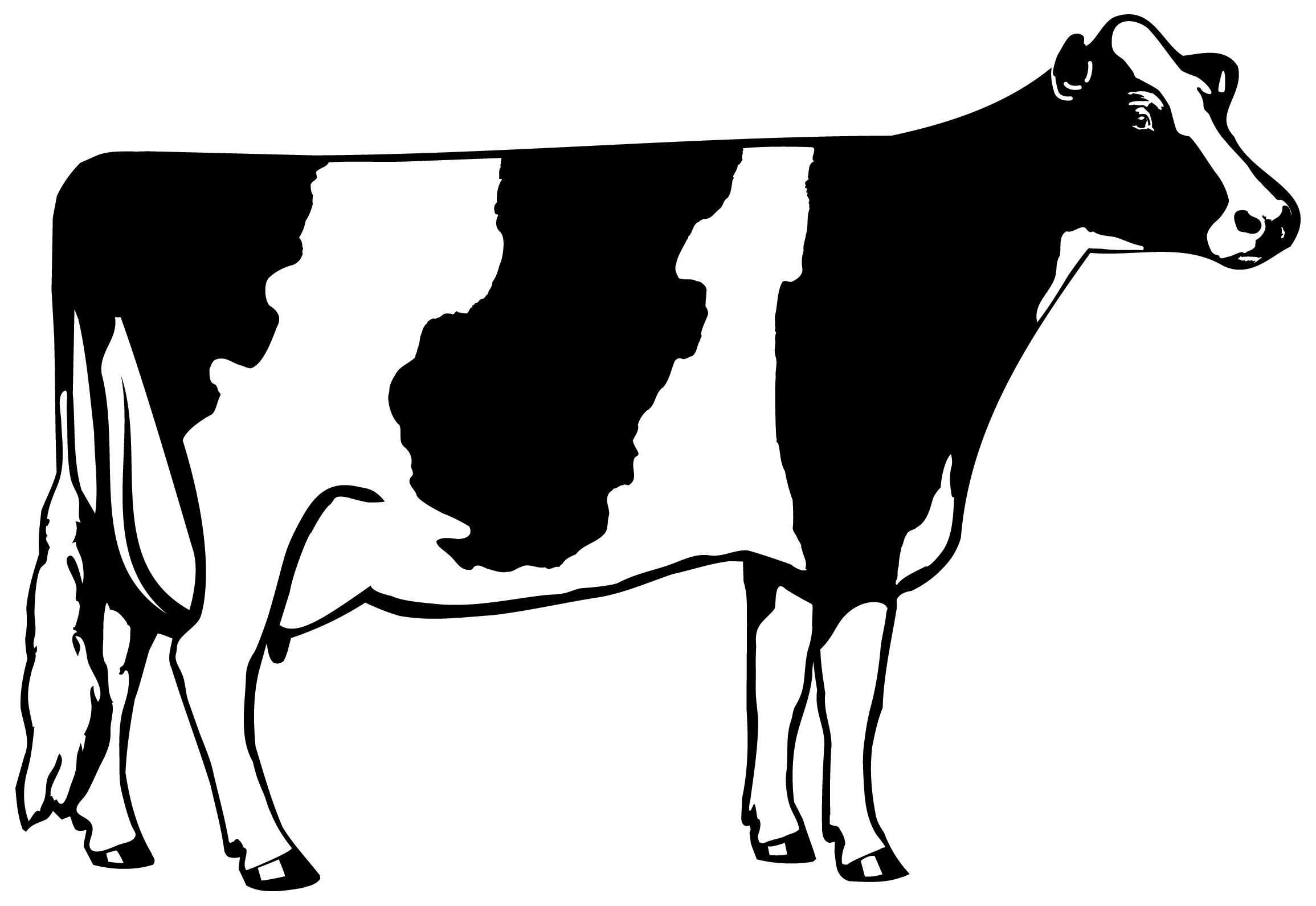 2310x1590 Holstein 101 Education Cow And Holstein Cows