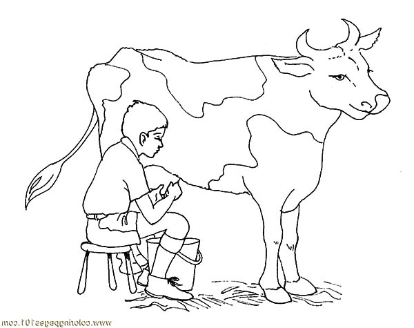 600x475 Milking Dairy Cow Coloring Pages