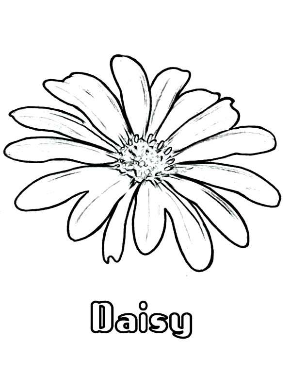 600x776 Daisy Flower Coloring Page For Kids Stone Mosaics
