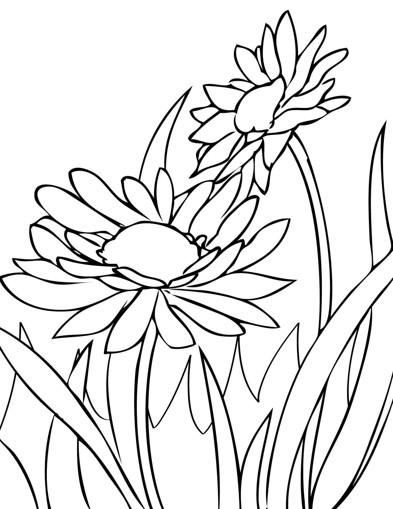 1275x1650 Daisies Coloring Page