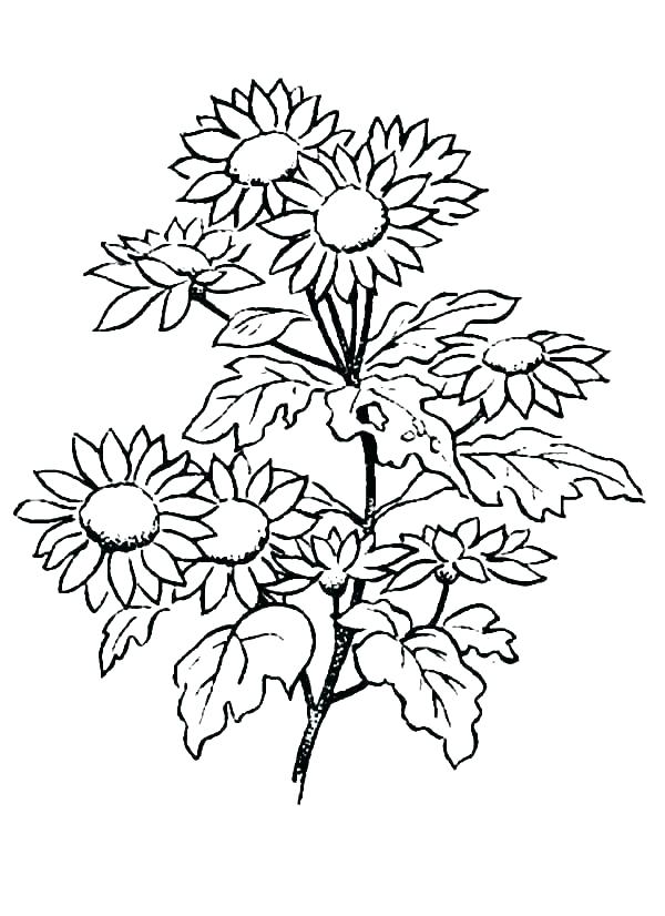 600x826 Daisy Coloring Pages