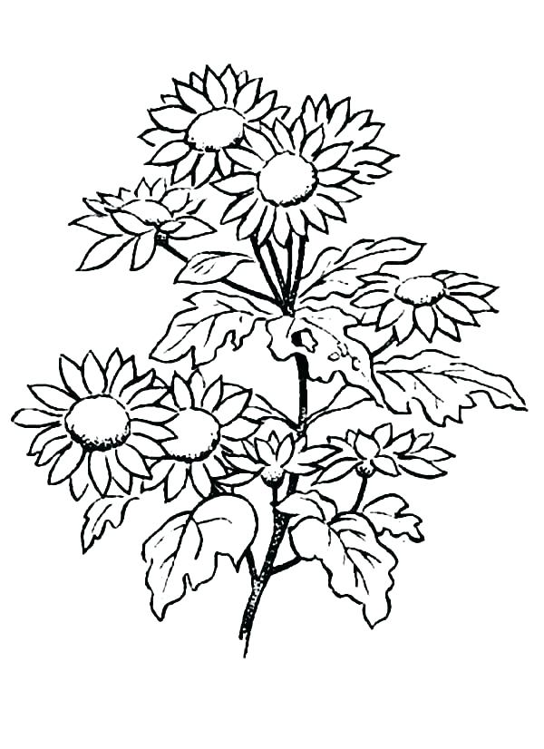 600x826 Princess Daisy Coloring Sheets Daisy Flower Coloring Pages Daisy