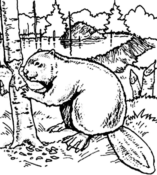 600x668 Beaver Want To Build Dam Coloring Page Coloring Sun