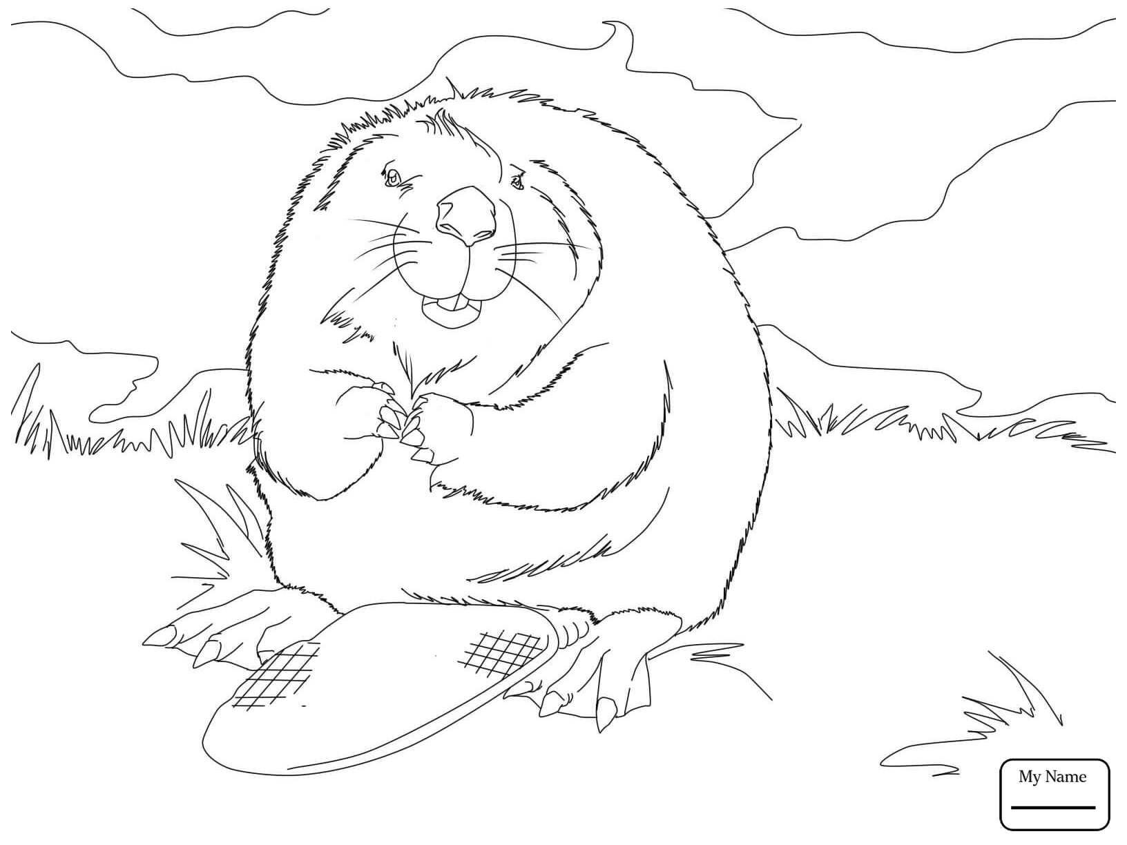 1632x1224 Awesome Beavers Coloring Pages Design Printable Coloring Sheet