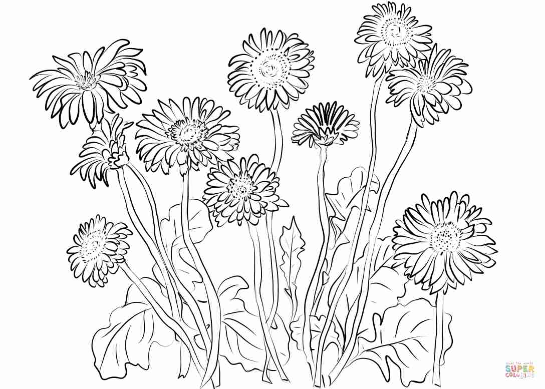 1088x777 Dandelion Coloring Page Olegratiy