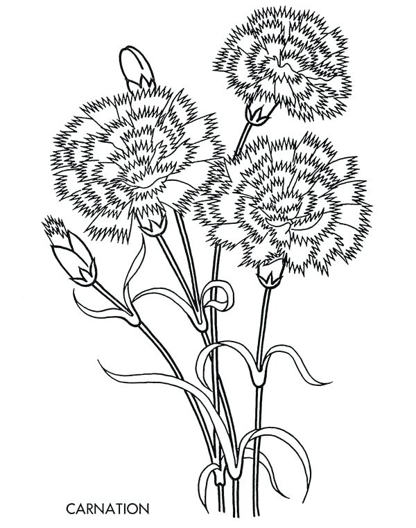 600x762 Dandelion Coloring Page Carnation Flower Carnation Flower Coloring