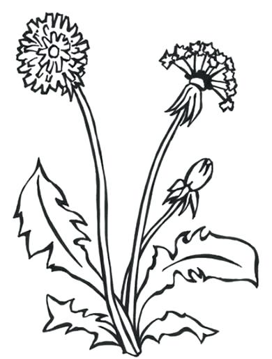 390x516 Dandelion Coloring Page Dandelion Coloring Page Dandelion By Don