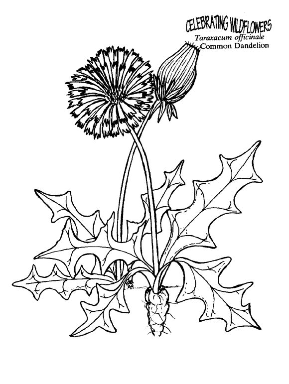 580x771 615 Best Dandelions Images On Dandelions Dandelion