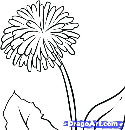 481x502 Dandelion Coloring Pages Dandelion Coloring Pages Dandelions