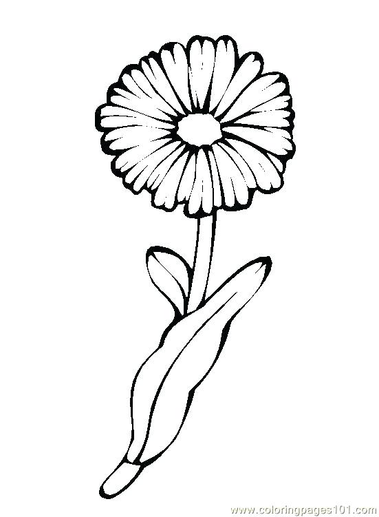 551x751 Dandelion Coloring Pages Flower Picture 4 Coloring Page Free