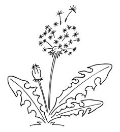 236x260 Dandelion Coloring Page Coloring Pages Art Coloring