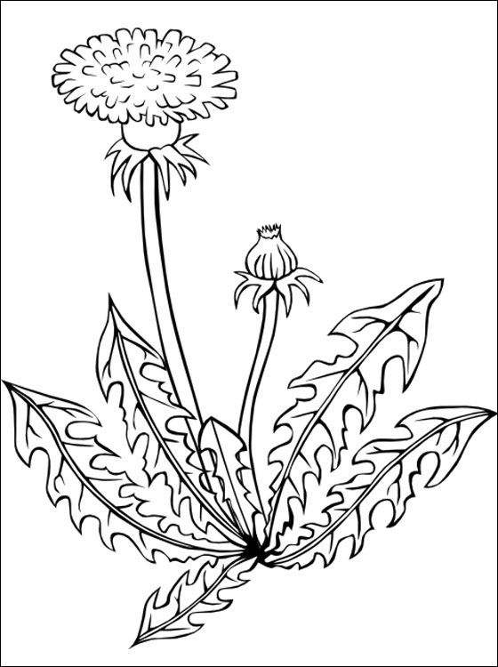 560x750 Dandelion Coloring Page Coloring Pages Darbalapas,
