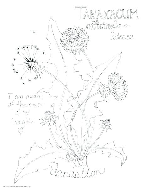 468x600 Botany Coloring Pages Botany Coloring Pages Dandelion Coloring