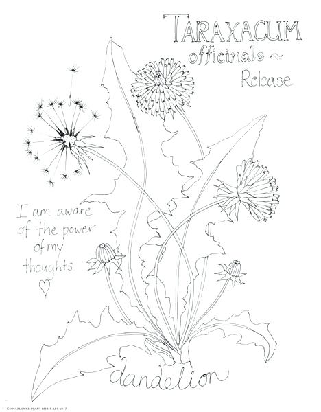 468x600 Botany Coloring Pages Dandelion Coloring Page Dandelion Coloring