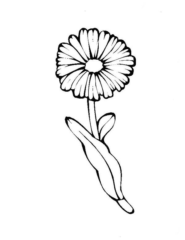 600x777 Daisy Flower Coloring Page