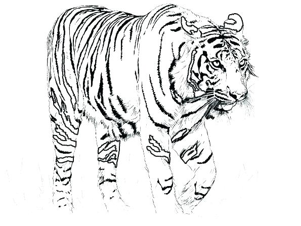 595x447 Printable Tiger Coloring Pages
