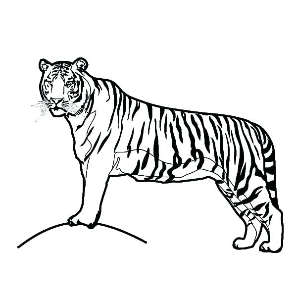 600x600 Coloring Pages Of Tigers Tiger Coloring Pages To Print A Tiger