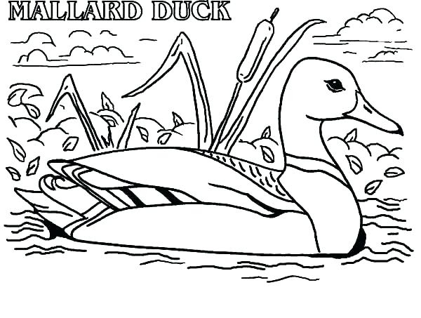 600x453 Darkrai Coloring Pages Coloring Pages Duck Coloring Pages Ducks