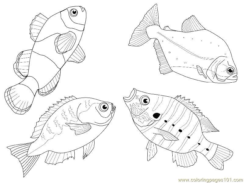 800x600 4 Fishes Different Views Coloring Page