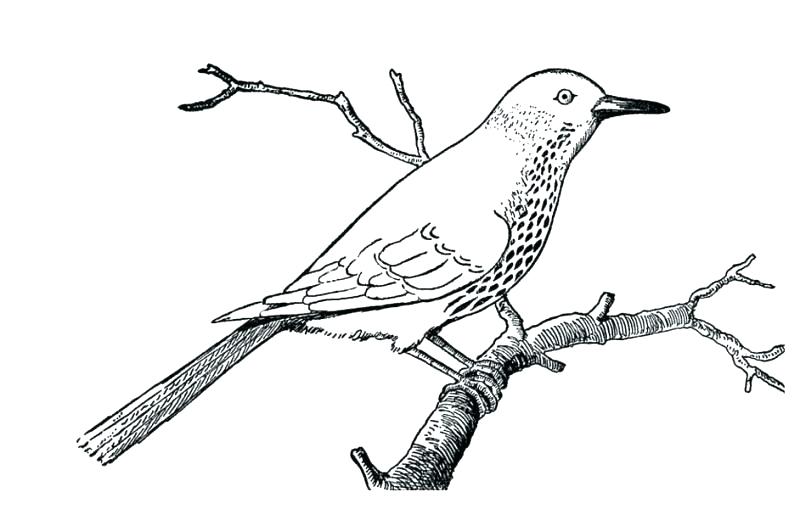 800x509 Robin Bird Coloring Pages Baby Bird Coloring Page Robin Bird