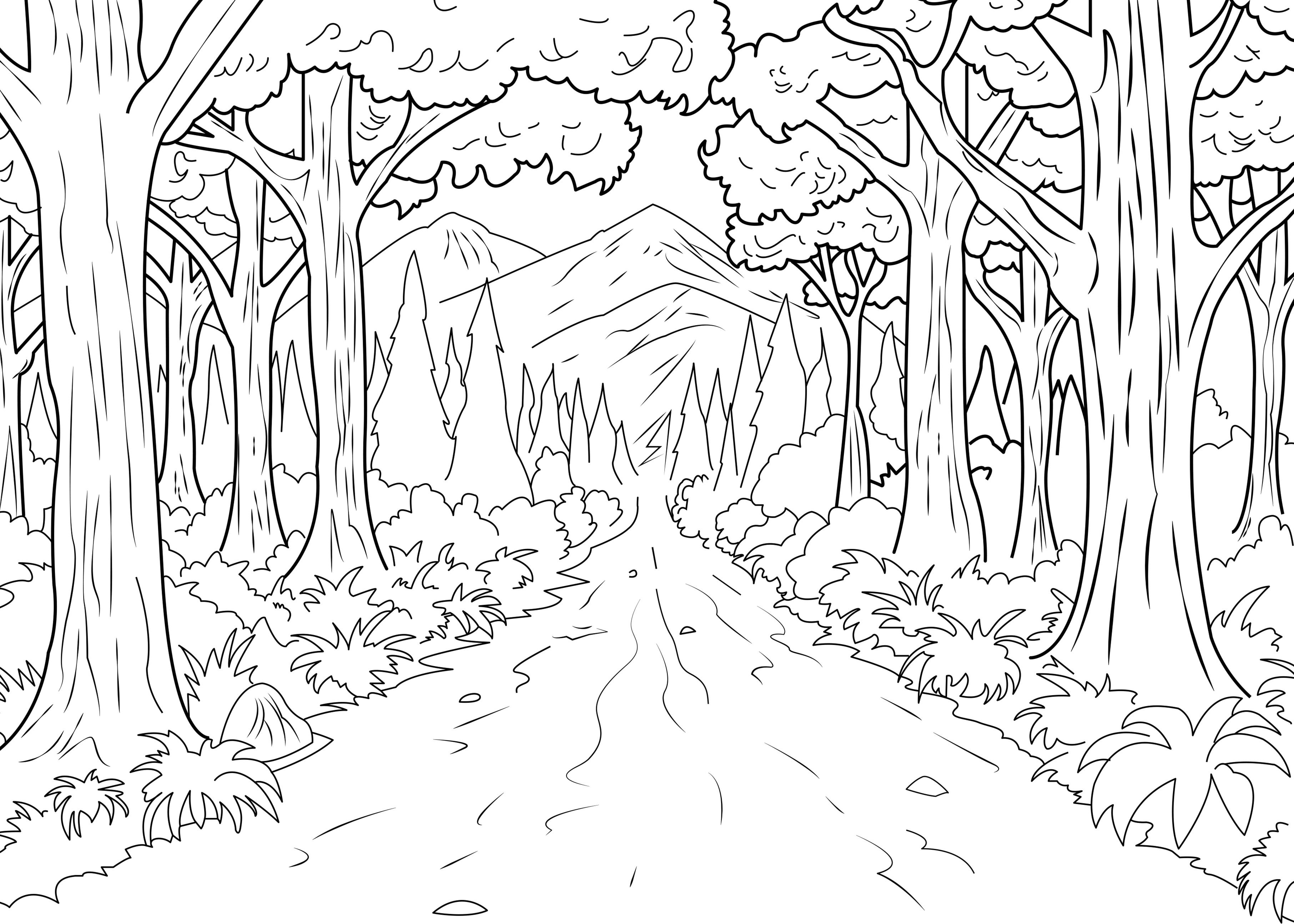 Deciduous Forest Coloring Pages