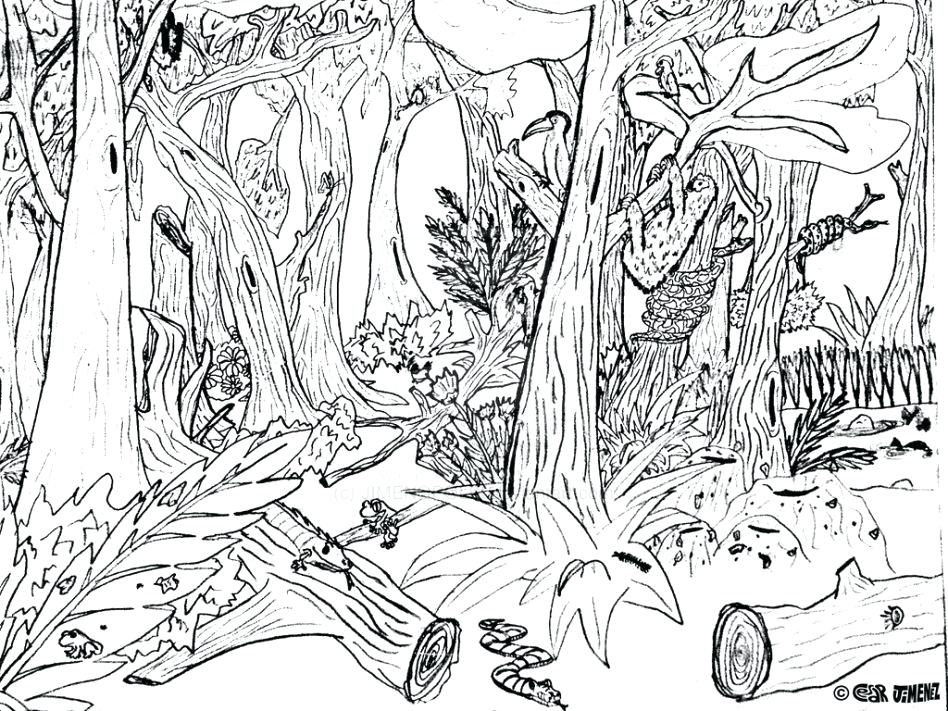 948x711 Deciduous Forest Coloring Page Deciduous Forest Coloring