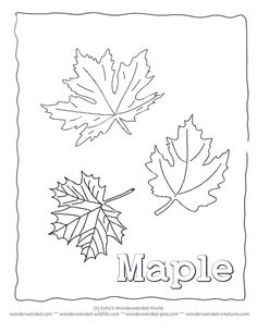 236x305 Deciduous Forest Coloring Sheets Kids Coloring Deciduous Forest